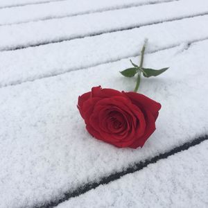 Meet your Posher, Hiyasmin